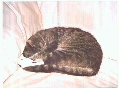 Blanding af racer Mira<3(måske død):(  - Zzzzzzz billede 5