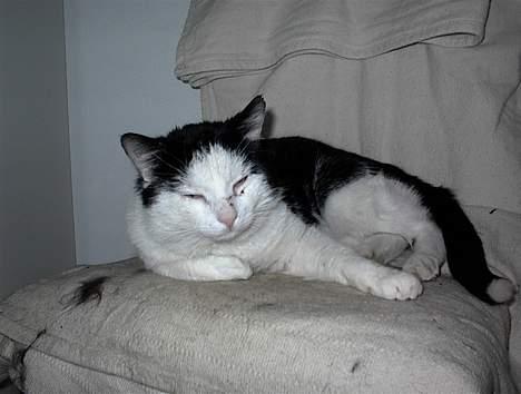 Blanding af racer Puzzi<3 (måske død;(  - Heeeeej billede 1