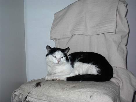 Blanding af racer Puzzi<3 (måske død;(  - Jeg vil sove:-) billede 2