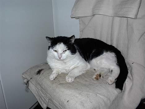 Blanding af racer Puzzi<3 (måske død;(  - Jeg vil stadig gerne sove:-) billede 4