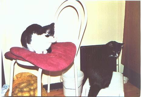 Blanding af racer Puzzi<3 (måske død;(  - Sammen med Wolle:-D billede 5