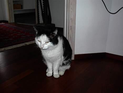 Blanding af racer Puzzi<3 (måske død;(  - Jeg er træt... billede 6