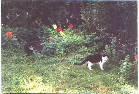 Blanding af racer Puzzi<3 (måske død;(  - Dengang jeg var ung sammen med Wolle:-D billede 7