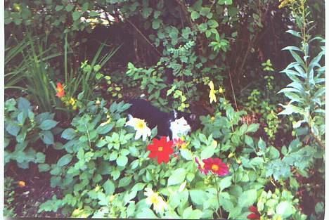 Blanding af racer Puzzi<3 (måske død;(  - Mig i haven som ung... billede 8