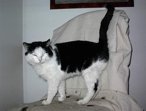 Blanding af racer Puzzi<3 (måske død;(  - Står jeg ikk fint:-) billede 3