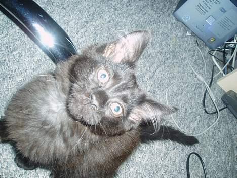 Maine Coon Basse billede 8