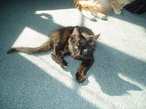 Maine Coon Basse billede 9