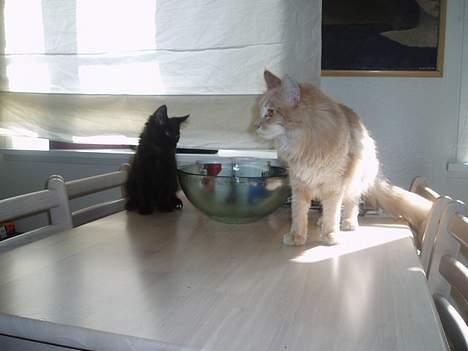 Maine Coon Basse billede 10