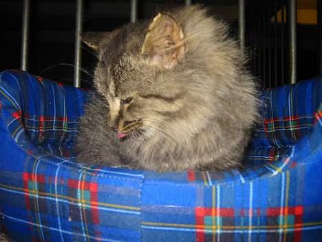 Norsk Skovkat Lucky - ( He he )rækker tung( : billede 2