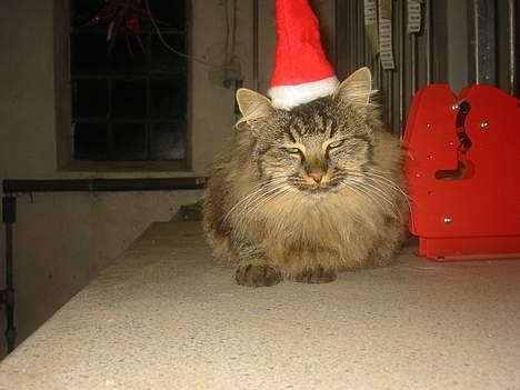Norsk Skovkat Lucky - Her er jeg så med nissehue! billede 3