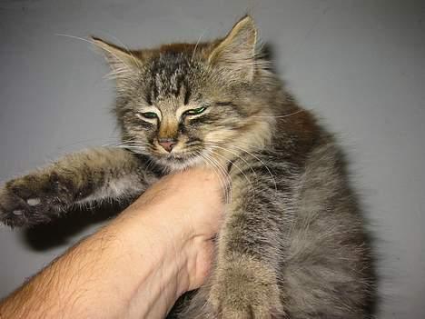 Norsk Skovkat Lucky - Mig som killing! ( jeg var blevet efter lat i en skov )  billede 4