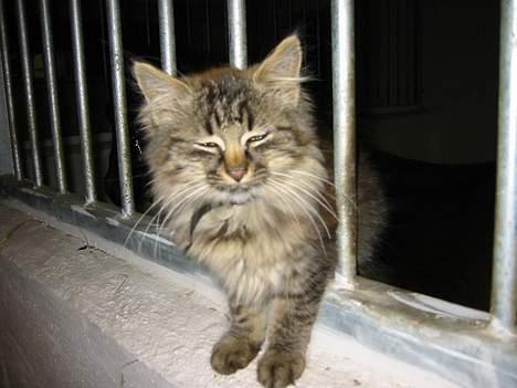 Norsk Skovkat Lucky - Mig som killing igen! billede 5