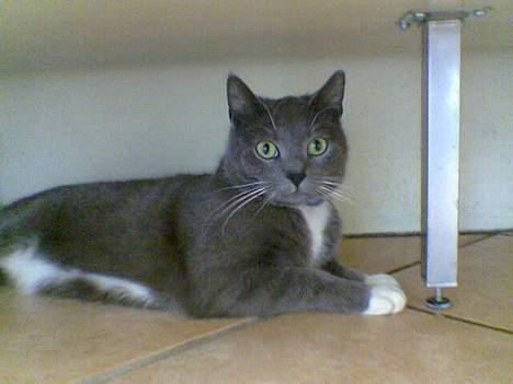 Blanding af racer Spike  billede 7