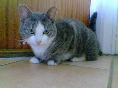 Blanding af racer Bette Mis (R.I.P) billede 11