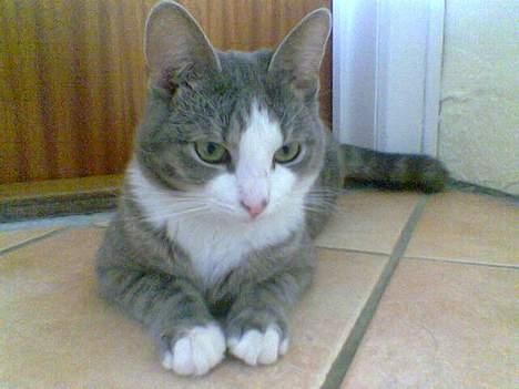 Blanding af racer Bette Mis (R.I.P) billede 12