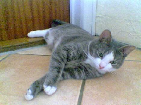 Blanding af racer Bette Mis (R.I.P) billede 13