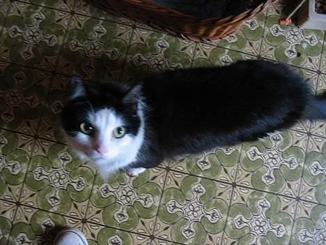 Blanding af racer Strit billede 8