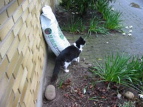 Blanding af racer Strit billede 9