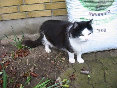 Blanding af racer Strit billede 10