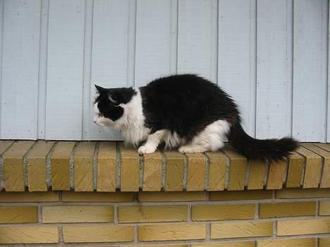 Blanding af racer Strit billede 11