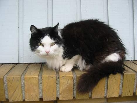 Blanding af racer Strit billede 12