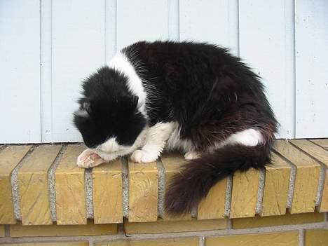 Blanding af racer Strit billede 13