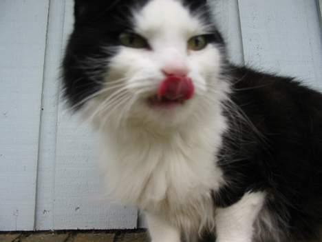 Blanding af racer Strit billede 14