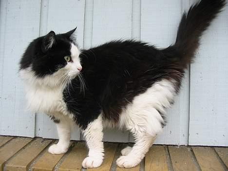 Blanding af racer Strit billede 15