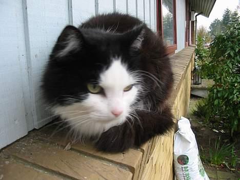 Blanding af racer Strit billede 16