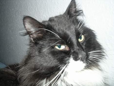 Blanding af racer                     Basse - hvad laver du nu !!!!!!!!!!!!!!!!! billede 10