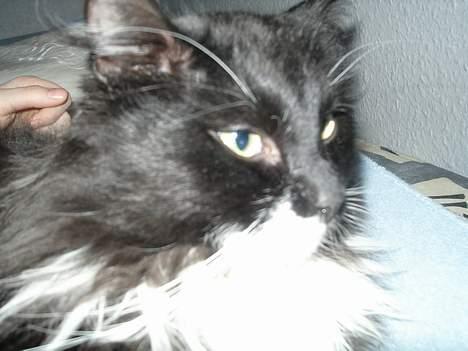 Blanding af racer                     Basse - hva har i gang i ???? billede 11