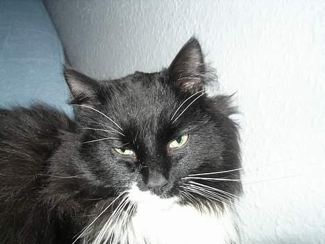 Blanding af racer                     Basse - det er altså alvor..... billede 12