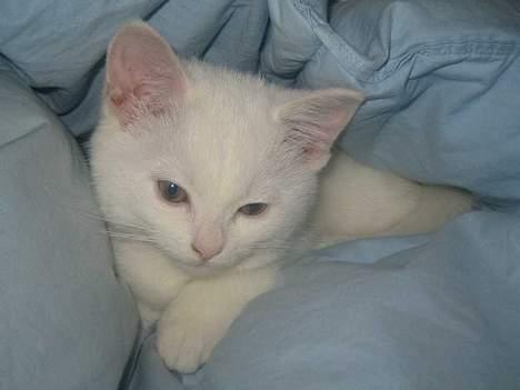 Blanding af racer Duchess * Prinsessen* billede 11