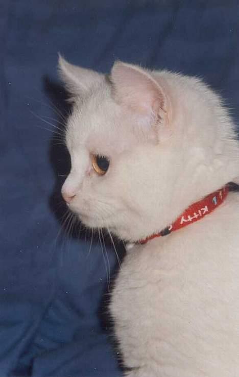 Blanding af racer Duchess * Prinsessen* billede 12