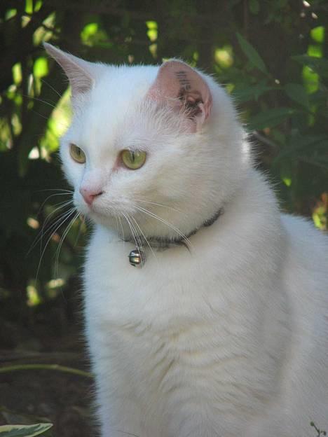 Blanding af racer Duchess * Prinsessen* - Juli 06 billede 13