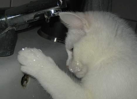 Blanding af racer Duchess * Prinsessen* - Duchess leger med vand billede 14