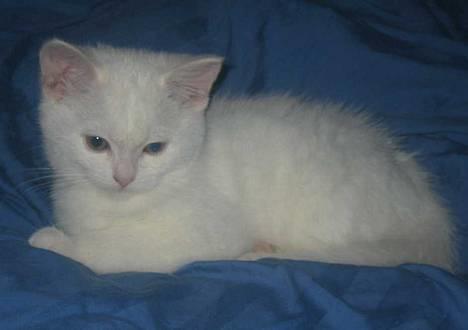 Blanding af racer Duchess * Prinsessen* billede 15