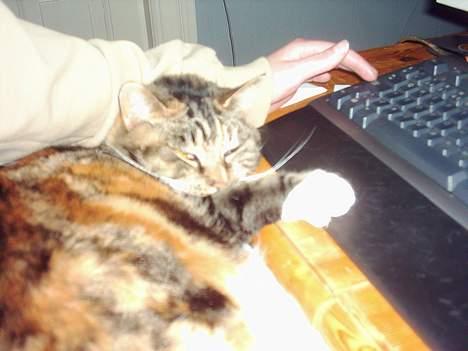 Blanding af racer Tøsen billede 12