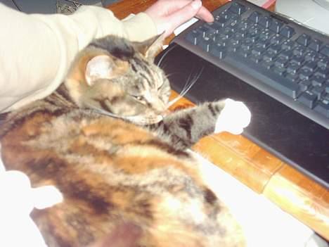 Blanding af racer Tøsen billede 13