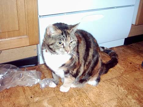 Blanding af racer Tøsen billede 14