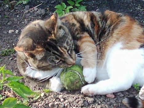 Blanding af racer Tøsen billede 15