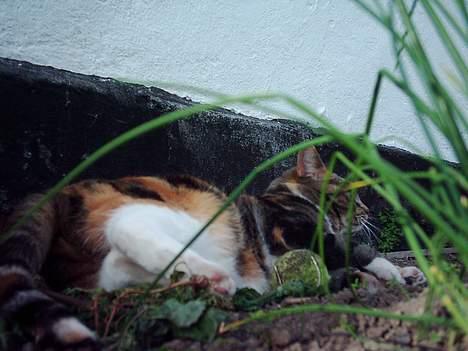 Blanding af racer Tøsen billede 16