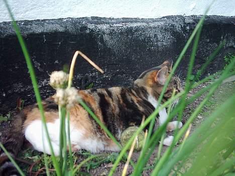 Blanding af racer Tøsen billede 17