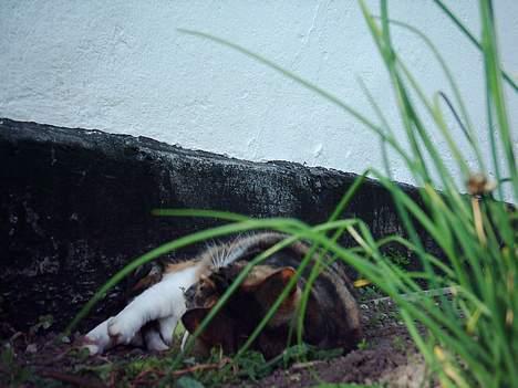 Blanding af racer Tøsen billede 18