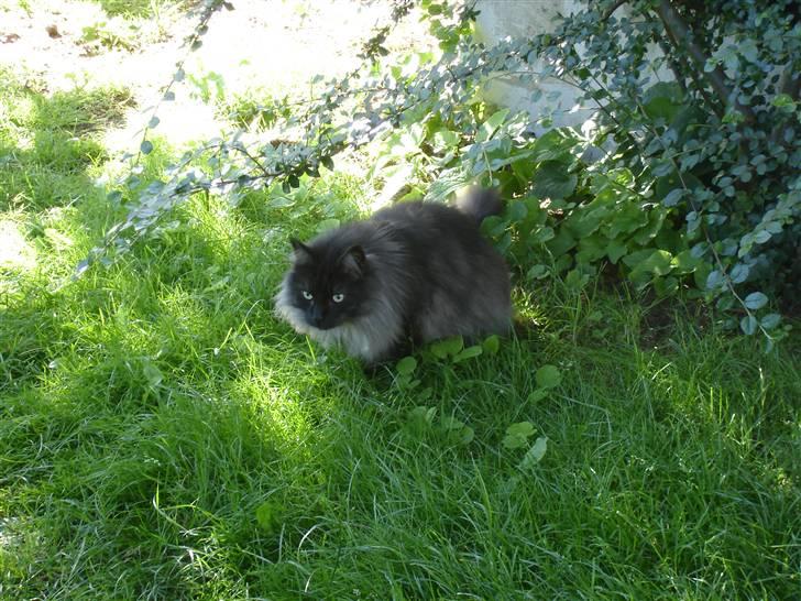 Norsk Skovkat "Muffe" 2001 -  billede 11