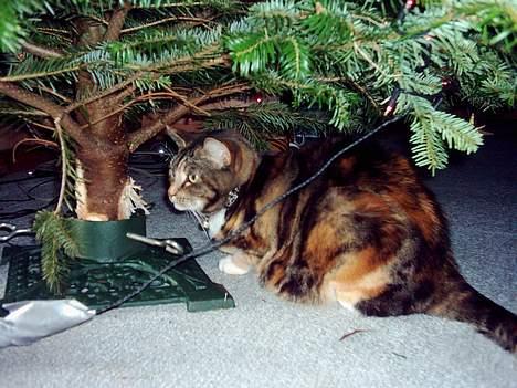 Blanding af racer Tøsen billede 19