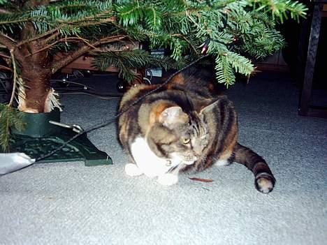 Blanding af racer Tøsen billede 20