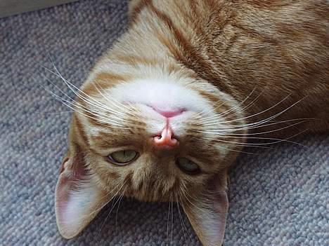 Blanding af racer missi #DØD# billede 3