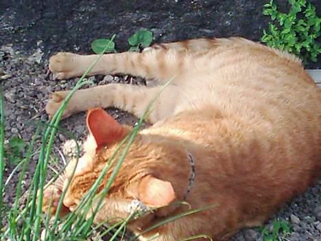 Blanding af racer Samir billede 11