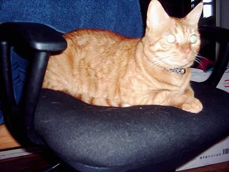 Blanding af racer Samir billede 12